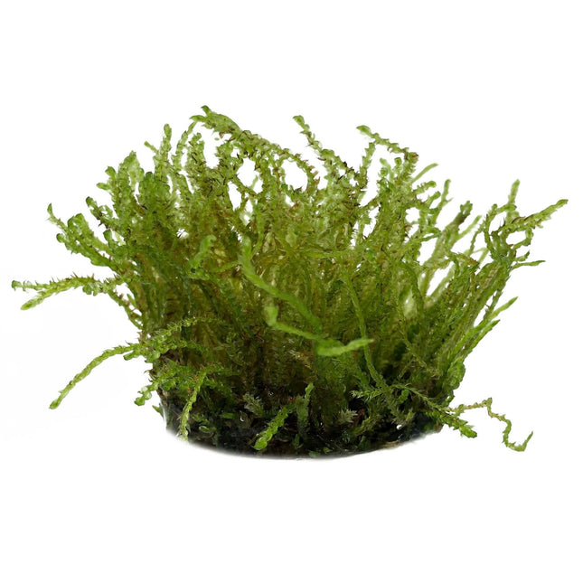 Vesicularia sp. Creeping Moss in vitro bakje