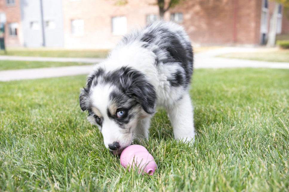 Puppy Small