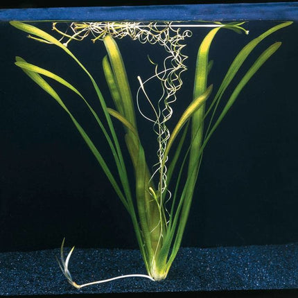 Vallisneria Australis Gigantea