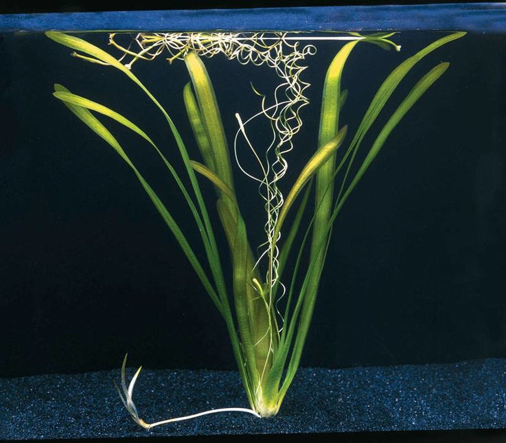 Vallisneria Australis Gigantea