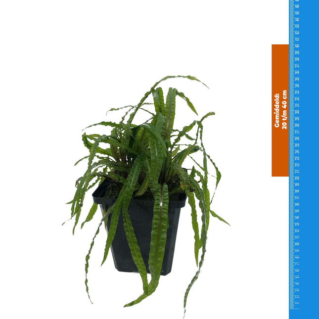 Cryptocoryne Balansae – Extra groß