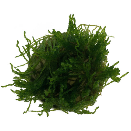 AnimalstoreXL Taxiphyllum sp. Flame in vitro bakje