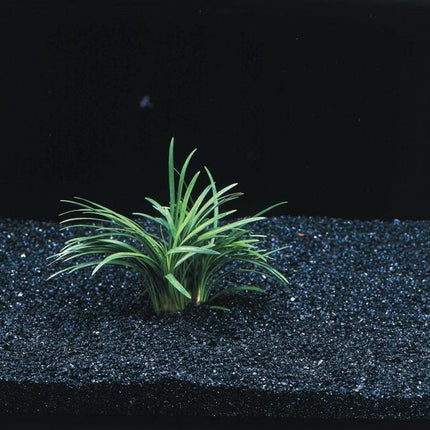 AnimalstoreXL Ophiopogon Kyoto