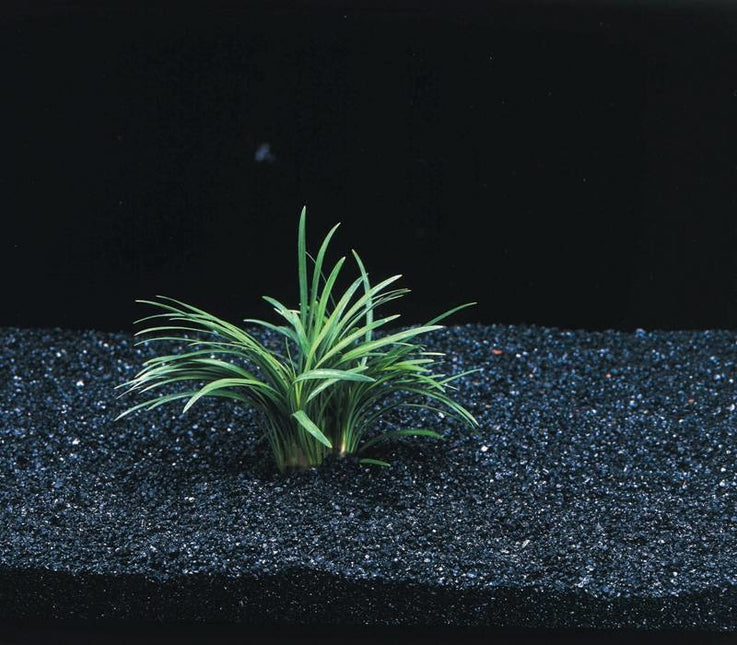 Ophiopogon Kyoto-Aquarienpflanze