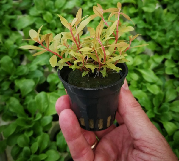 Nesaea Pedicellata "GOLDEN SPECIAL" in bakje