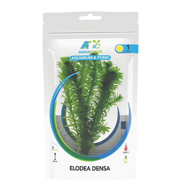 Elodea Densa in der Tasche