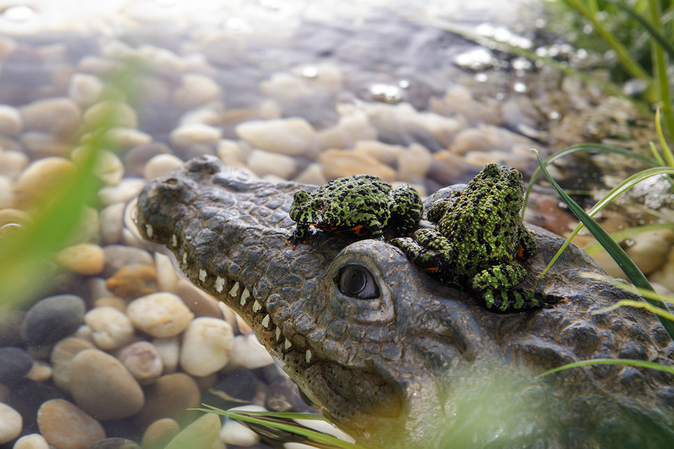 Krokodilschildkröteninsel