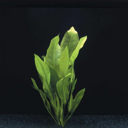 AnimalstoreXL Echinodorus Bleheri