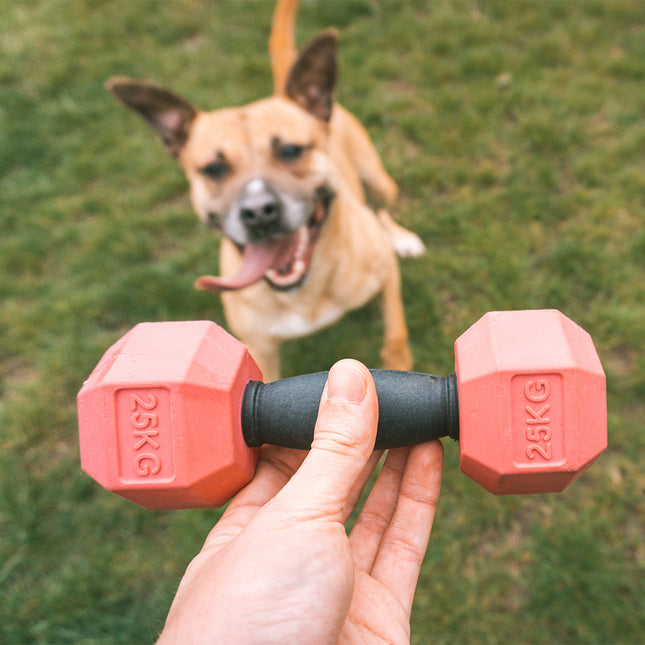 Für das Gainz Halfter Hundespielzeug L