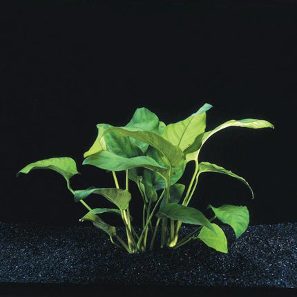 Anubias Barteri Var.Nana