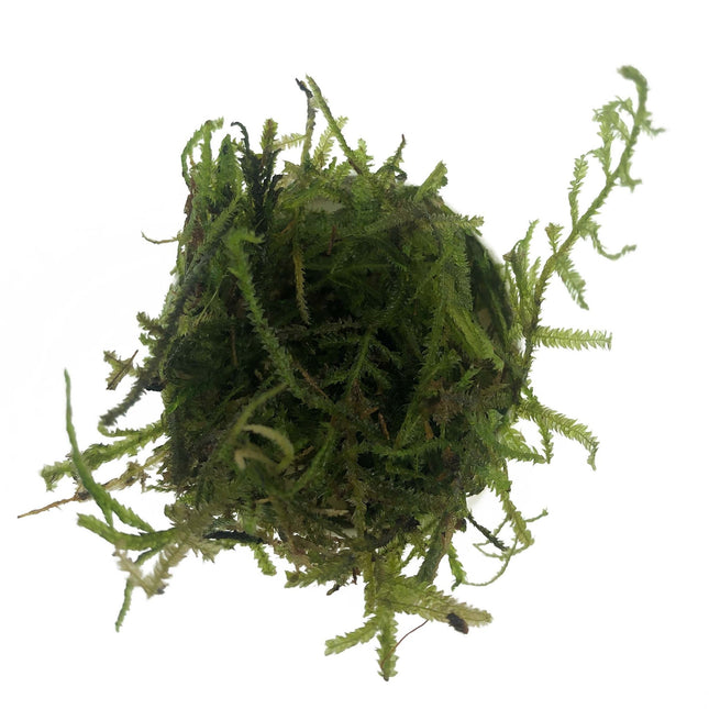 Christmas Moss in bakje