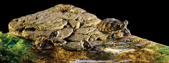 Schildkrötenbank Klein