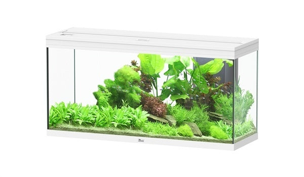 Splendid 120 aquarium