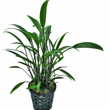 AnimalstoreXL Cryptocoryne Amicorum
