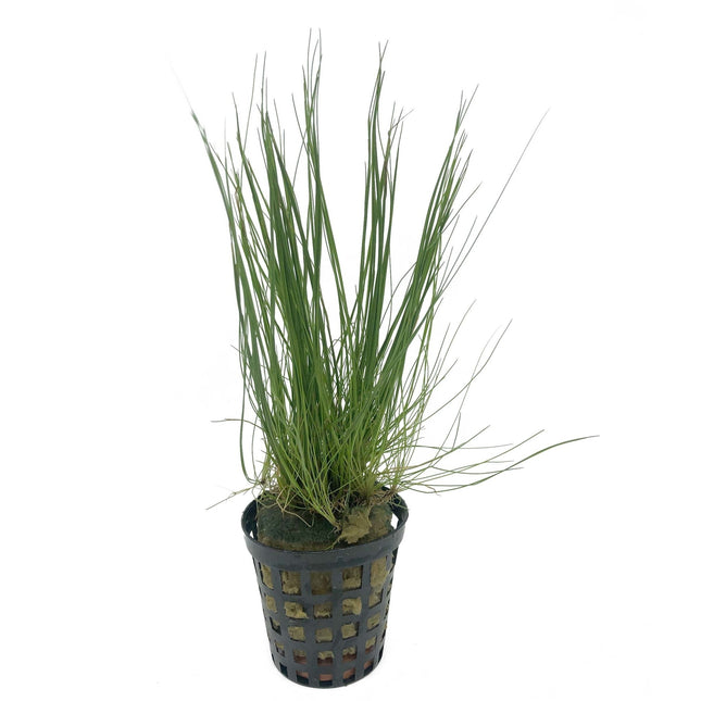 Eleocharis Acicularis Nadelgras