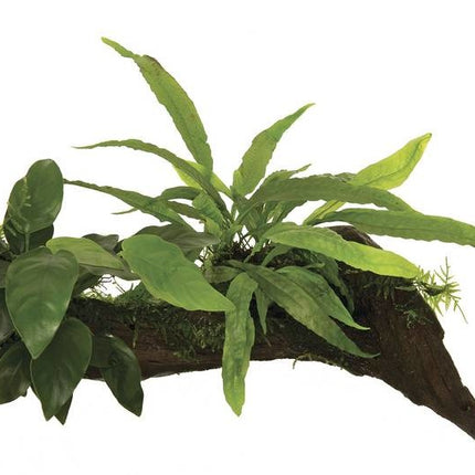 AnimalstoreXL Wood Anubias micros & mos - Small