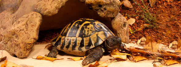 Schildkrötenhöhle