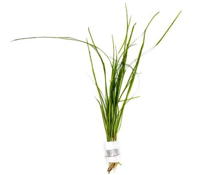 AnimalstoreXL Vallisneria Nana