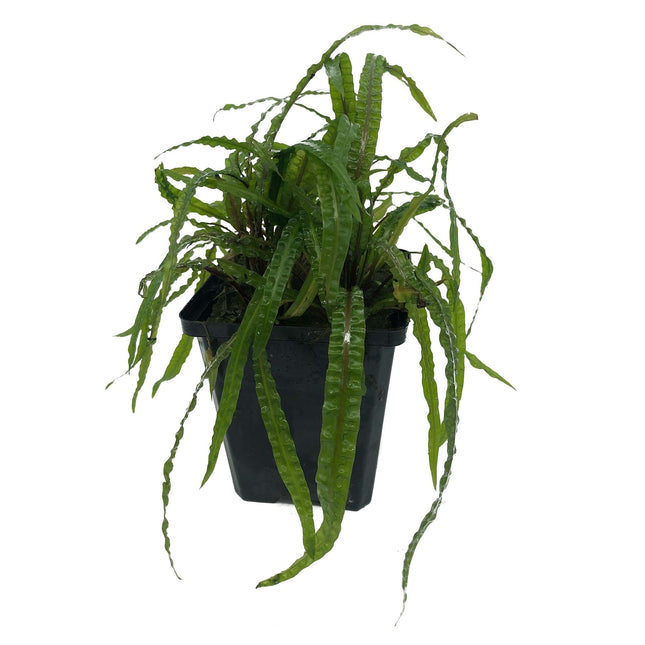 Cryptocoryne Balansae – Extra groß