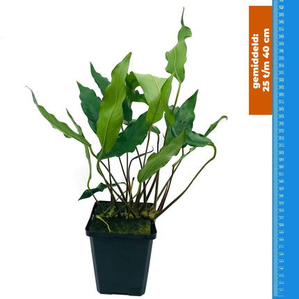 AnimalstoreXL Anubias Minima - Extra Groot