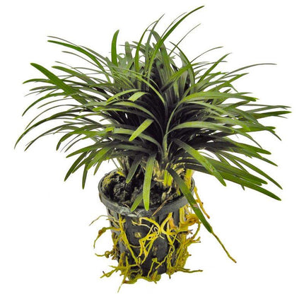 AnimalstoreXL Ophiopogon Kyoto