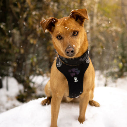 AnimalstoreXL Hurtta - Harness Weekend Warrior Zwart