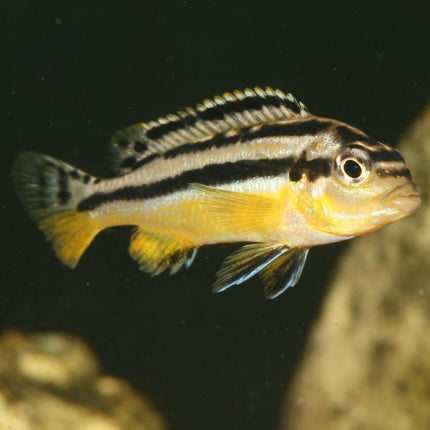 AnimalstoreXL Pronovo Malawi Flakes M 250ml