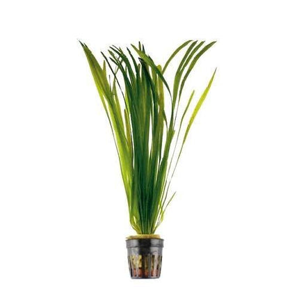 AnimalstoreXL Vallisneria Spiralis bos