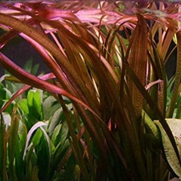 Vallisneria Giganthea Rubra Haufen