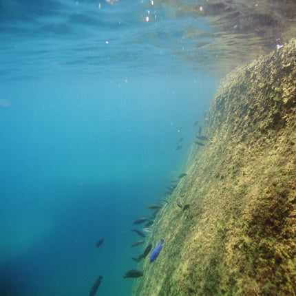 AnimalstoreXL Pronovo Malawi Grano M 250ml Click