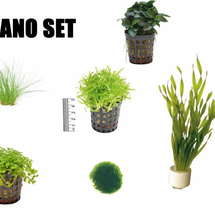 AnimalstoreXL Plantenpakket Nano
