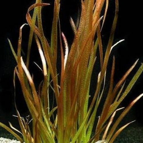 Vallisneria Spiralis Roter Wald