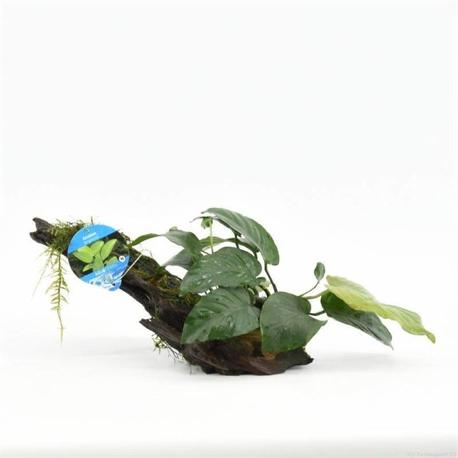 Driftwood M met anubias