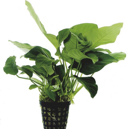 Anubias Barteri Var.Nana – Extra groß