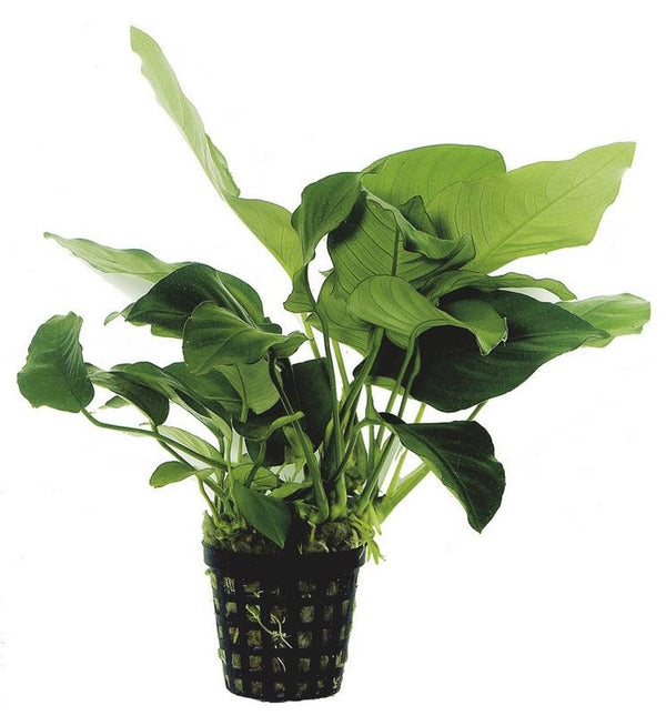 Anubias Barteri Var.Nana – Extra groß