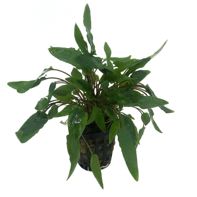 Cryptocoryne Wendtii groen