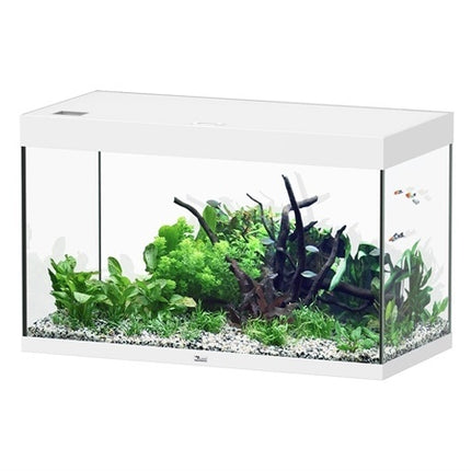 Sublime 100x50 aquarium