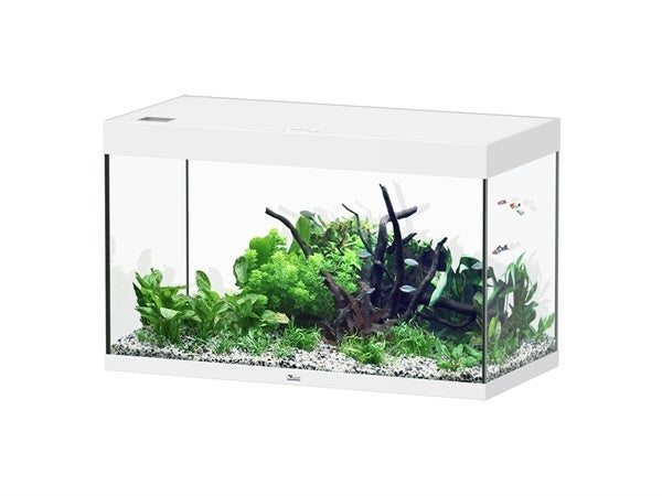 Erhabenes 100x50 Aquarium