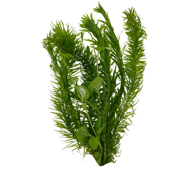 Kombibusch Egeria + Lysimachia 