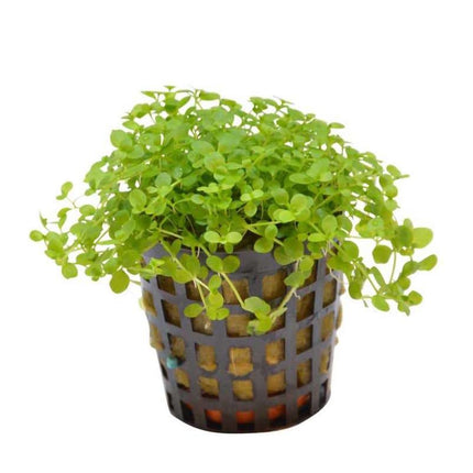AnimalstoreXL Micranthemum Monte Carlo Pot