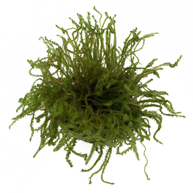 Vesicularia sp. Creeping Moss In-vitro-Behälter