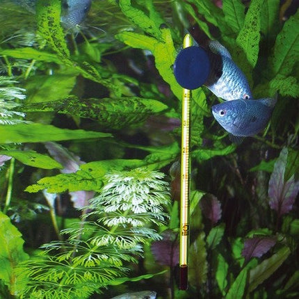 Aquarium-Thermometer Smart