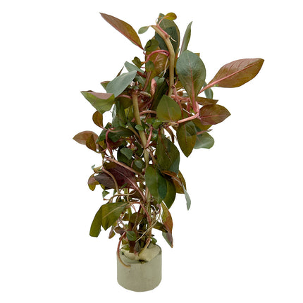 AnimalstoreXL Ludwigia Repens