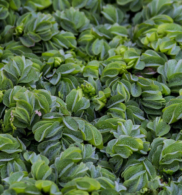 Salvinia Auriculata - Drijfplant