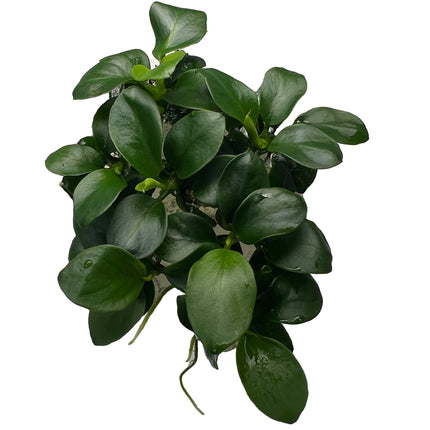 AnimalstoreXL Anubias barteri var. nana Bonsai in vitro