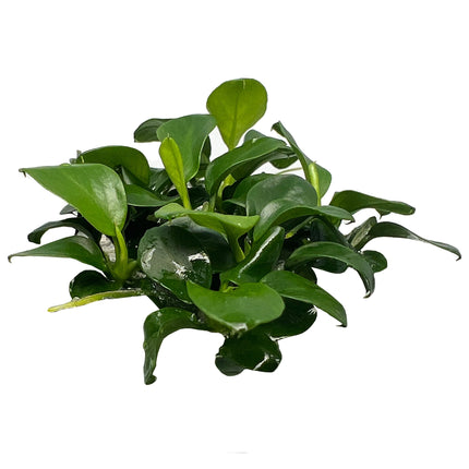 AnimalstoreXL Anubias barteri var. nana Bonsai in vitro