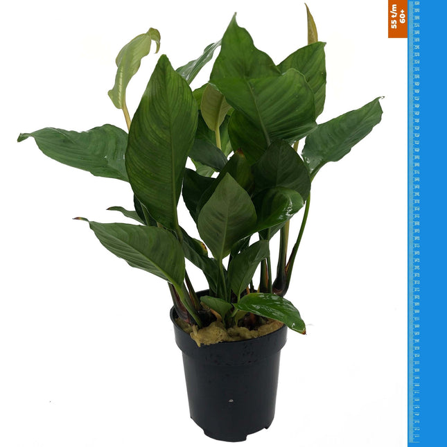 Anubias Heterophylla – Extra groß