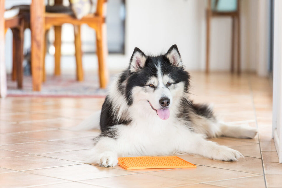 Leckmatte Buddy Dog Orange 20cm