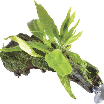 AnimalstoreXL Microsorium Pteropus op zweefhout