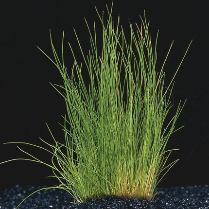 Eleocharis Acicularis Nadelgras